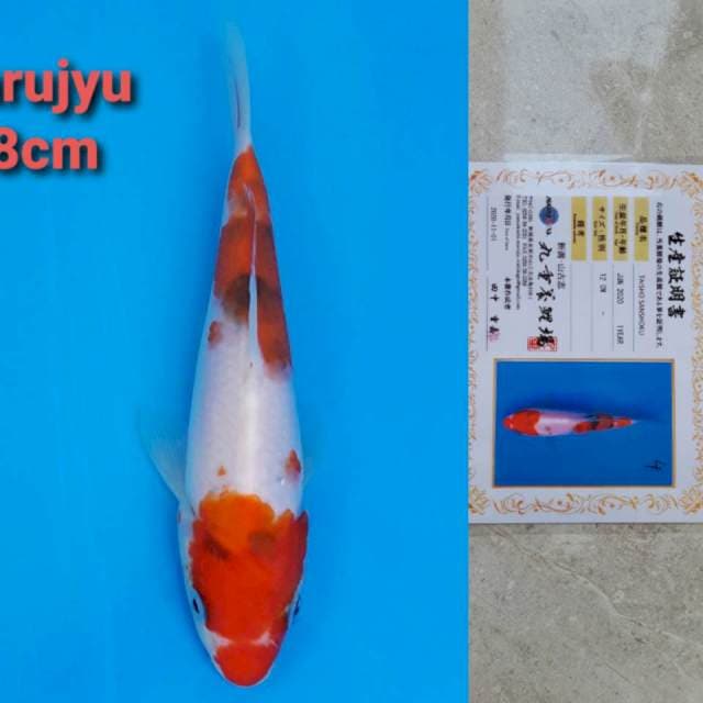 Marujyu sanke 18cm certi