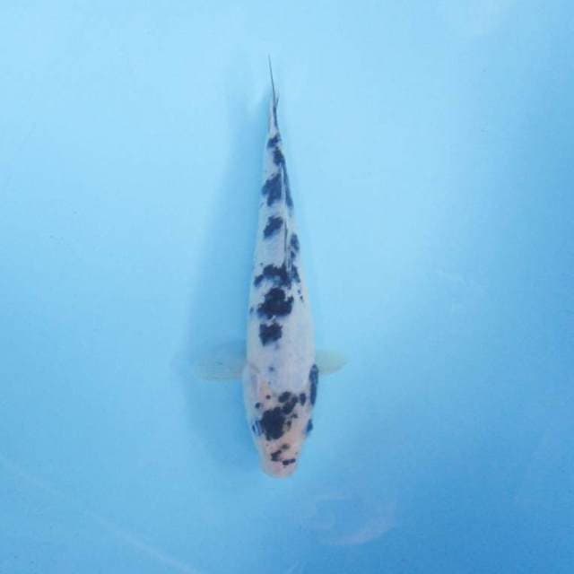 Bekko 22 cm