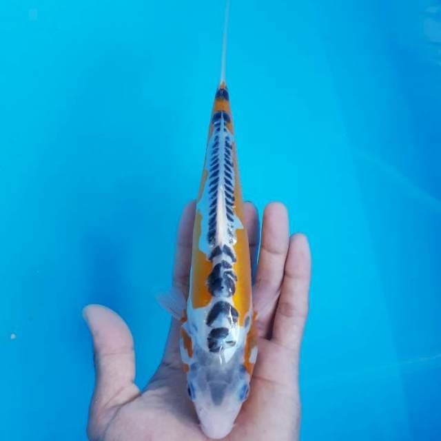Hana shusui 25 cm