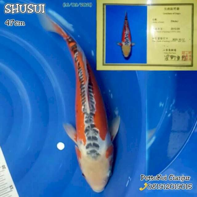 Shusui 47cm, HQ serti yamaju