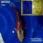 Shusui 47cm, HQ serti yamaju