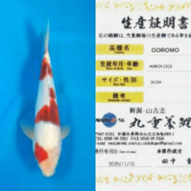 Goromo 33cm Import Marujyu Farm