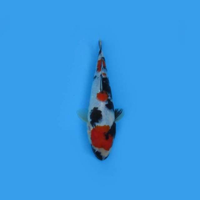 24CM - MARUTEN SHOWA
