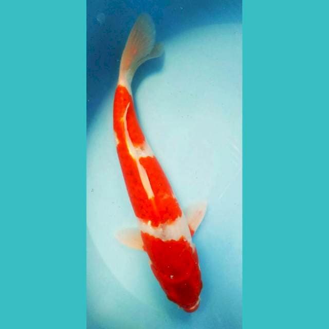 Goshiki Strong 31cm