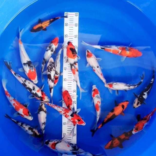 Showa,Shiro,Utsuri 18-28cm 20ekor