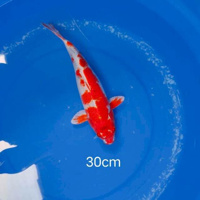 red hariwake 30cm