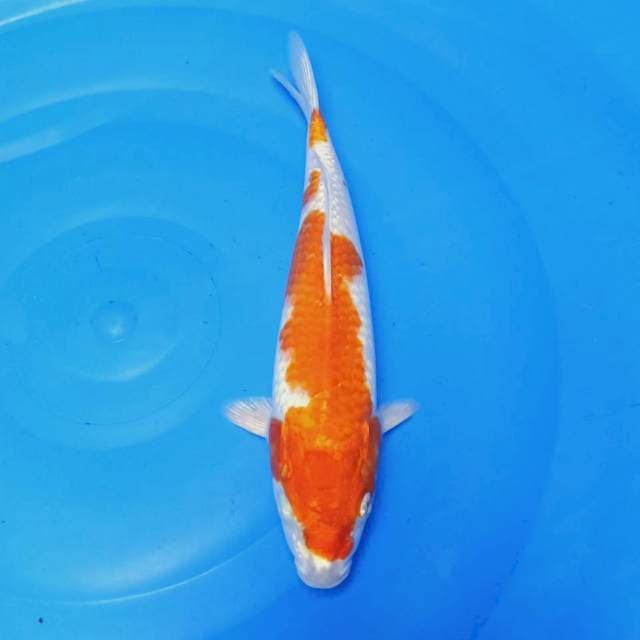 Kohaku Hikari 28cm