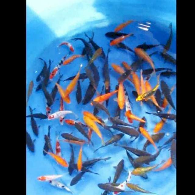 Paket mix 100 ekor