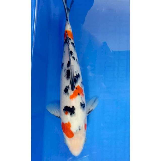 Sanke #30 cm