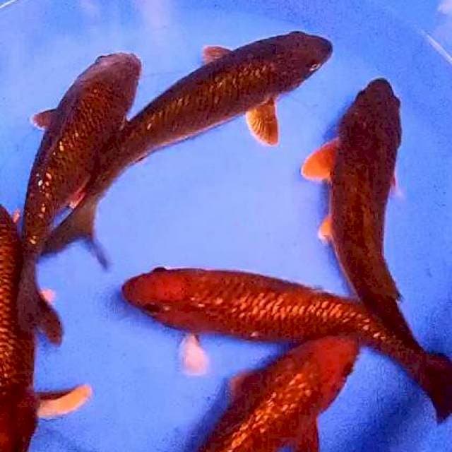 6 tembaga ginrin 27-34 cm