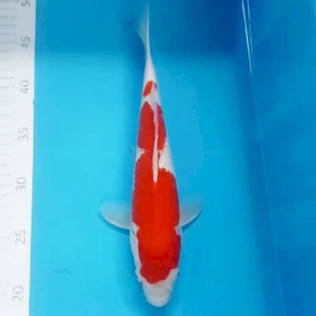 Kohaku