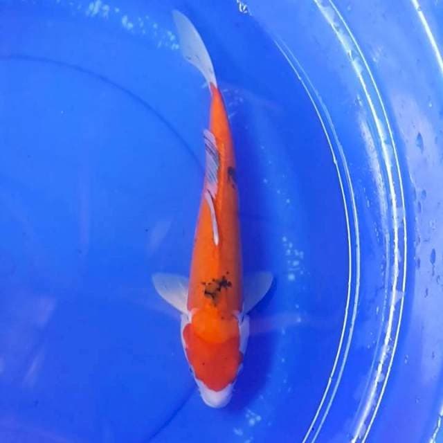 Doitsu Taisho 35CM