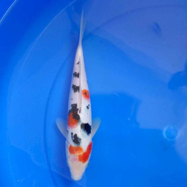 Sanke #27 cm
