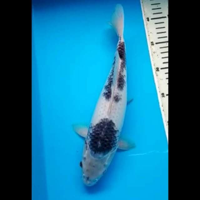 BUDHO GOROMO PUNUK 31 Cm