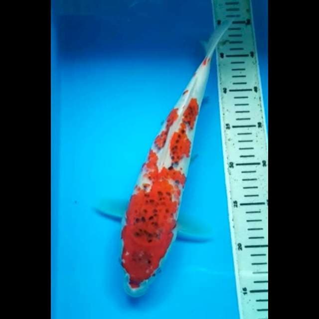 RED GOSHIKI 35 Cm