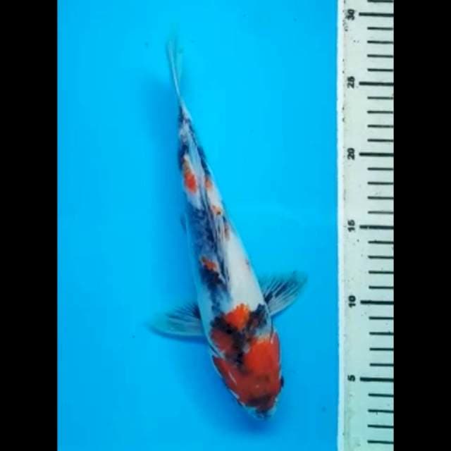 SHOWA JANTAN 28 Cm