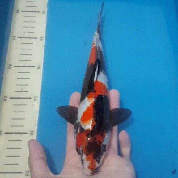 showa anakan isa 30cm