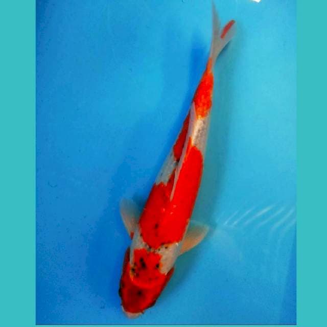 Ori Red Strong Goshiki 32 cm