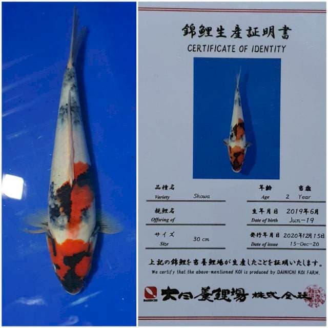 Showa Dainichi 🇯🇵