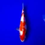 Kohaku 22cm