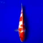 Kohaku 24cm