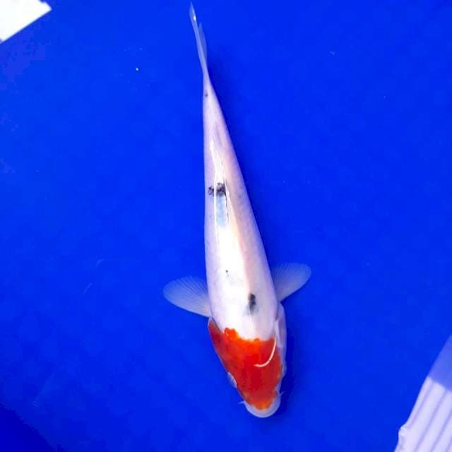 Tancho sanke 22cm
