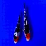 Duo tancho sanke 16-17cm