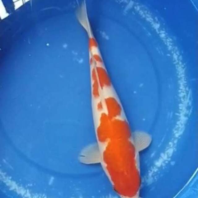 Sk kohaku