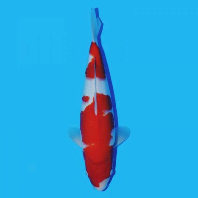 Kohaku Maruyama 40 cm