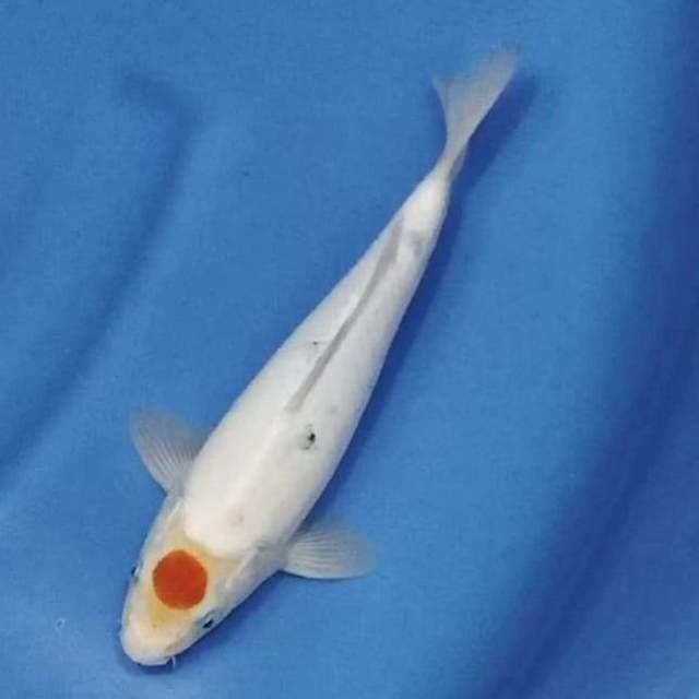 Tancho original 23cm