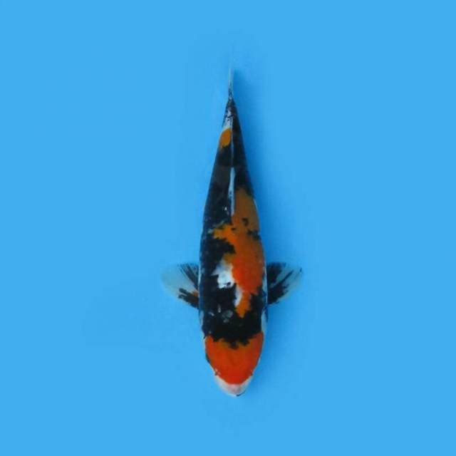 BKS ( SHOWA 31 CM )