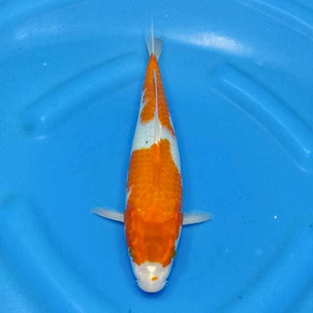 Kujaku 30cm