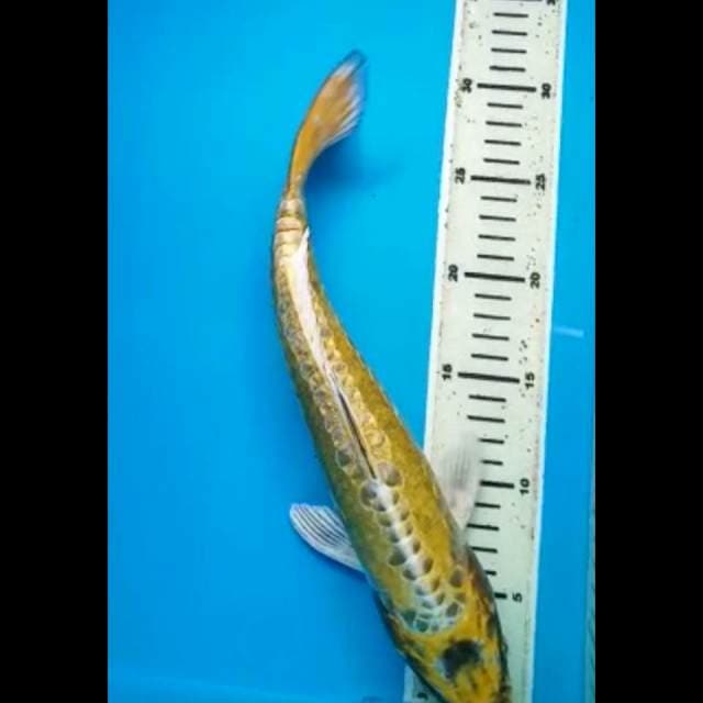 KIKOKURYU GINRIN 34 Cm