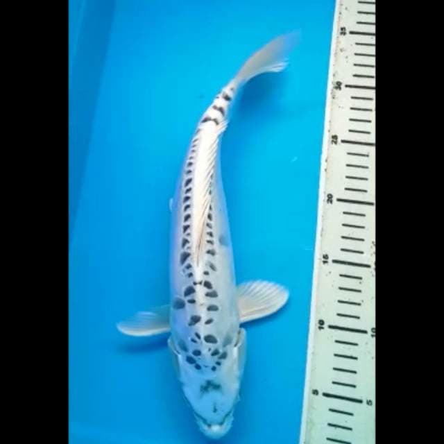 GIN MATSUBA DOITSU JANTAN 34 Cm