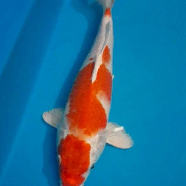 Sakura ogon 27cm