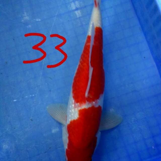 Merah Mantab33