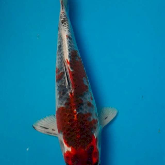 Goshiki 28cm