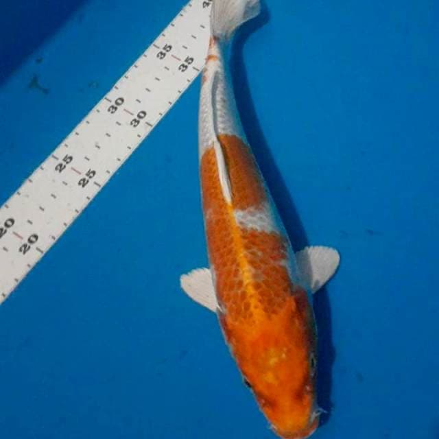 Hariwake 27cm