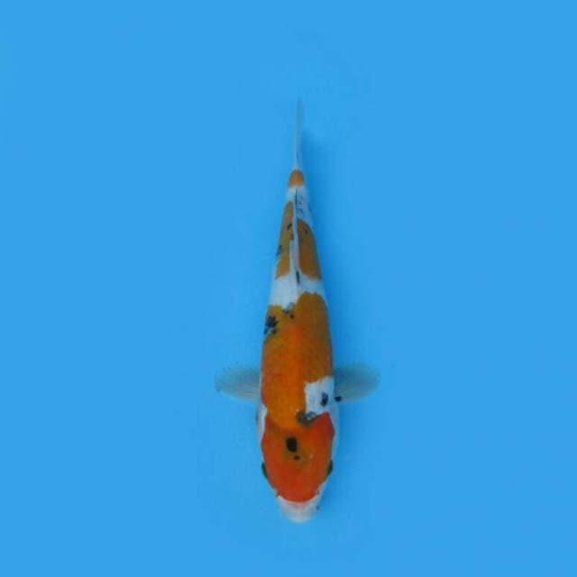 BKS ( SHOWA 31 CM )
