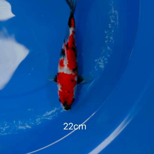 Showa sansoku top 22cm