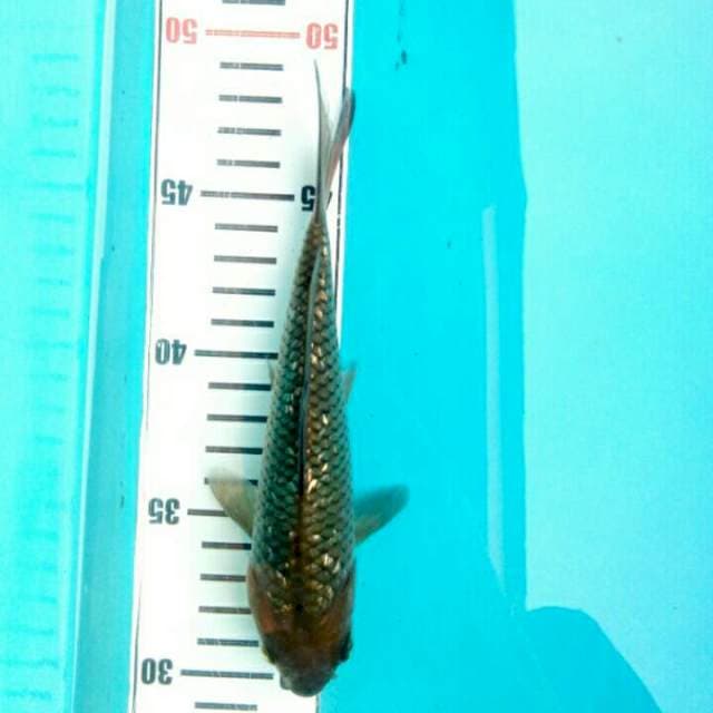 Chagoi ginrin F1 ogatha