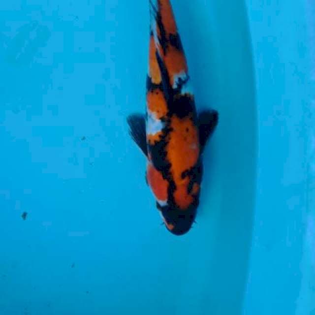 Showa