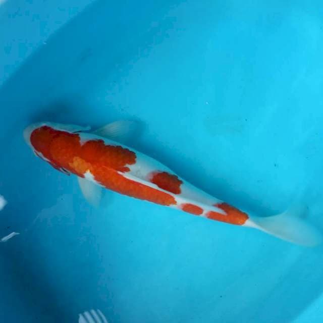 Kohaku