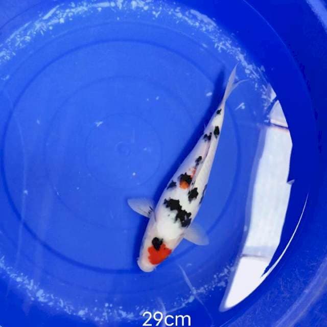 Tanco sanke 29cm