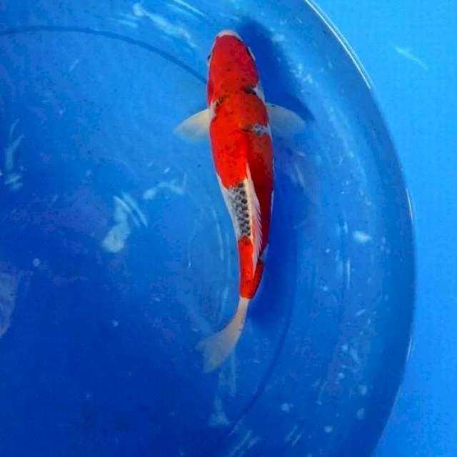 Goshiki 29cm
