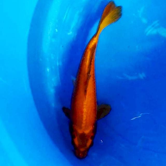 Mukashi gold 32cm