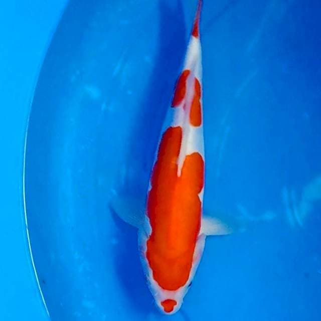 Kohaku Doitsu 28cm
