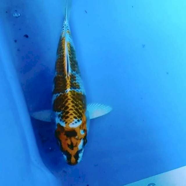 Kojaku 18cm