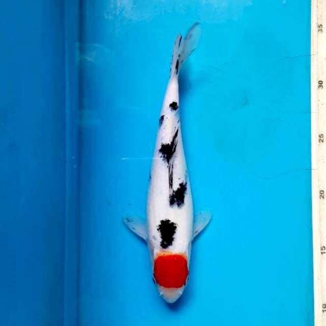 Tancho sanke 23cm
