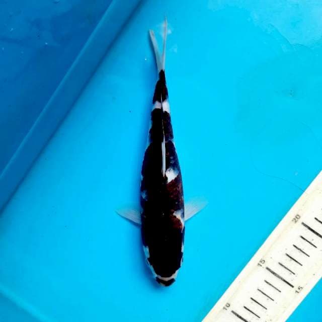 Budho goromo 21cm